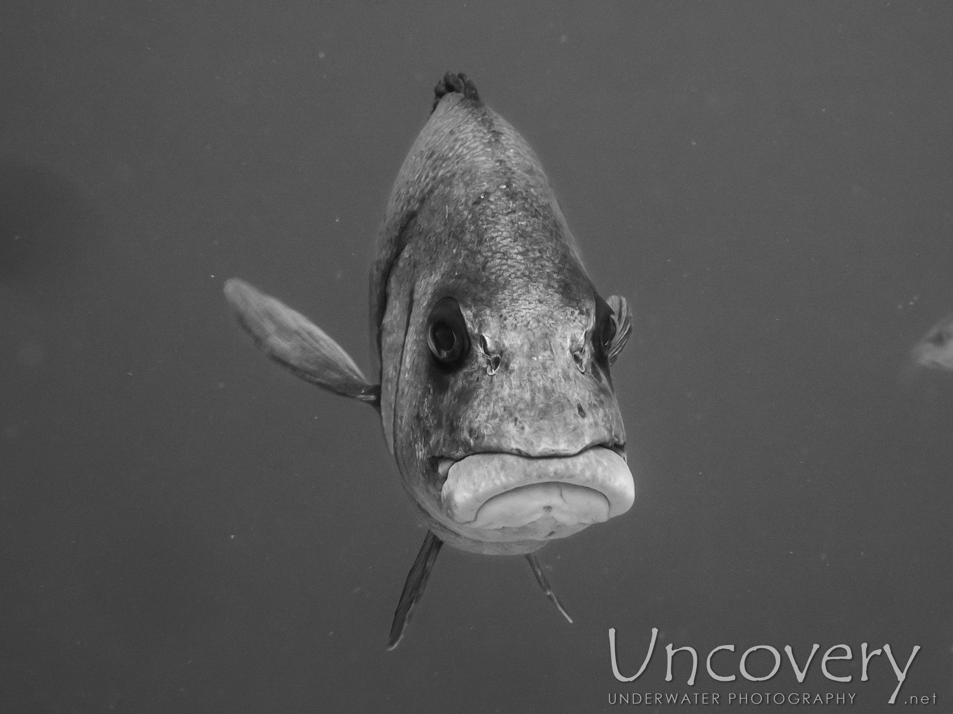 00 To Be Determined, photo taken in Maldives, Male Atoll, South Male Atoll, Gulhi Corner