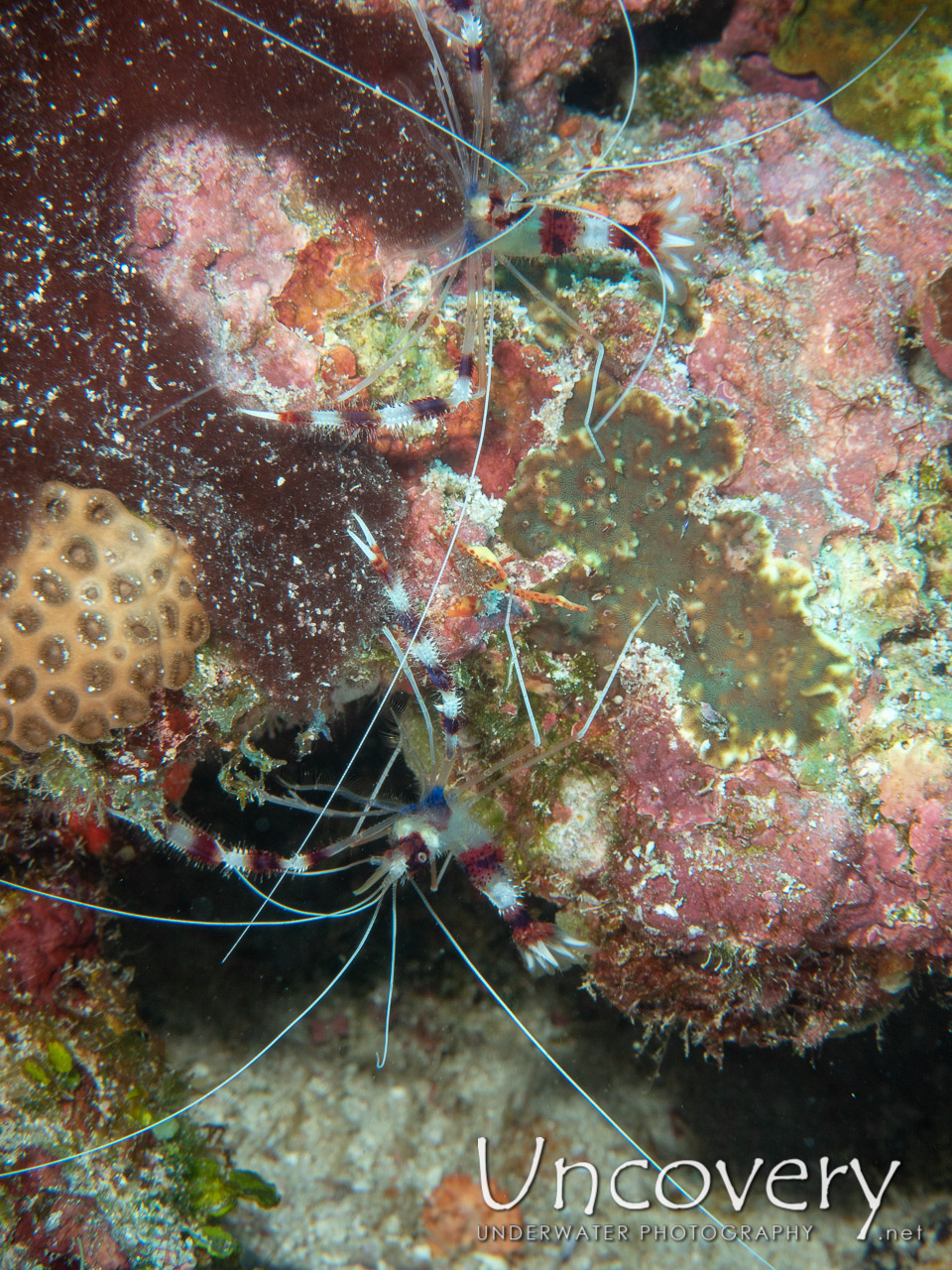Banded Coral Shrimp (stenopus Hispidus) shot in Maldives|Male Atoll|South Male Atoll|Gulhi Corner