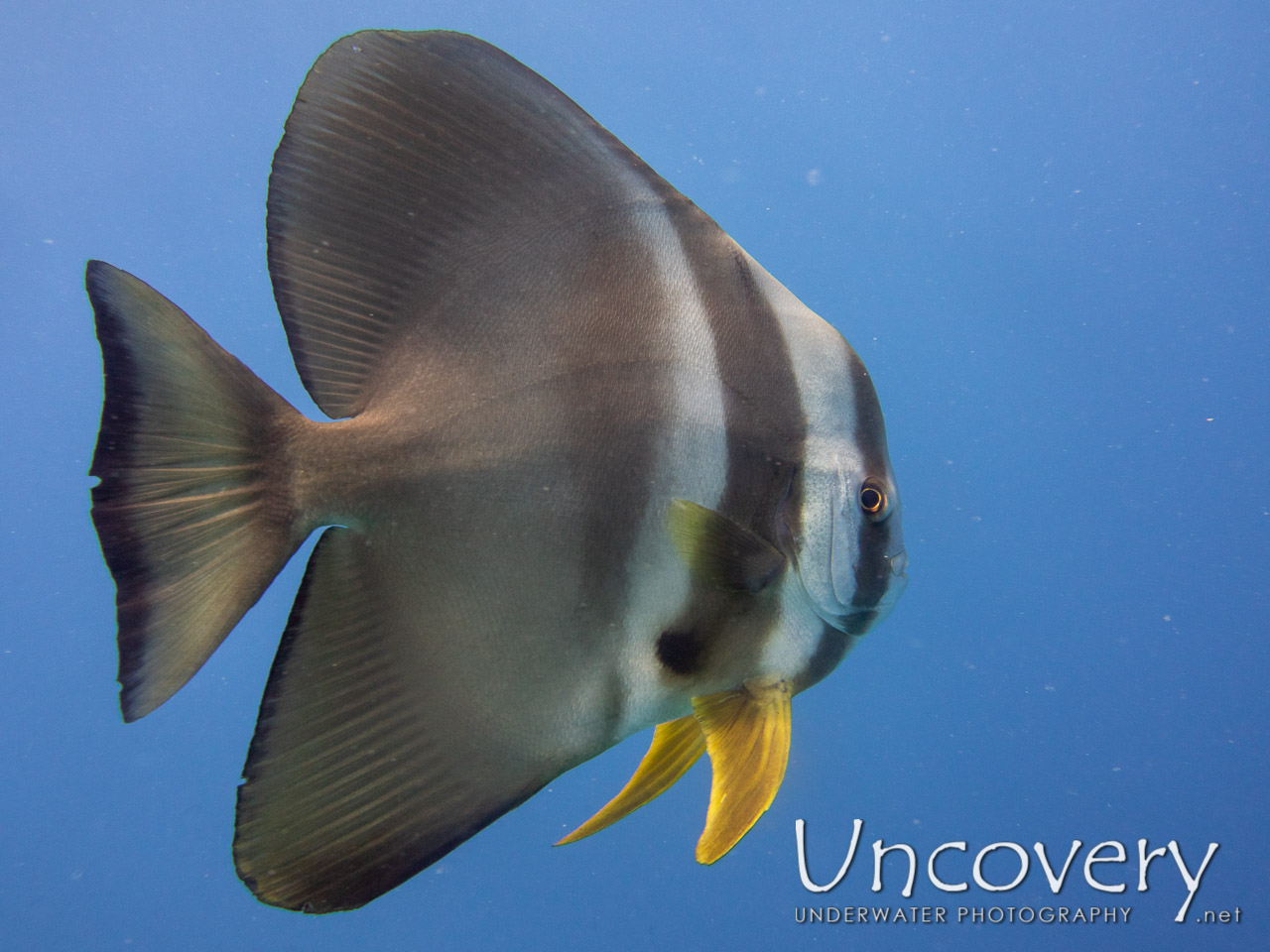 Longfin Batfish (platax Teira) shot in Maldives|Male Atoll|South Male Atoll|Gulhi Corner