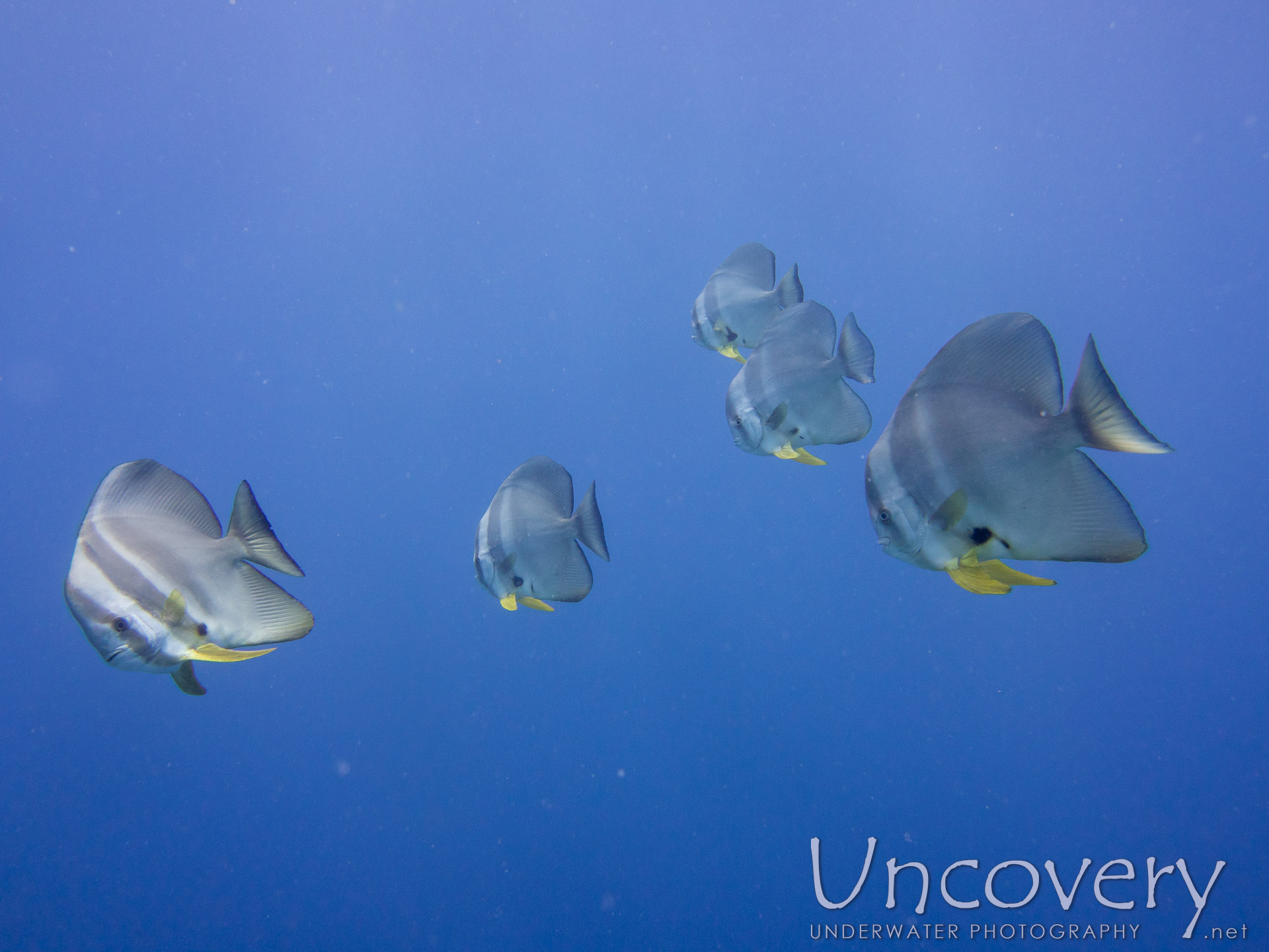 Longfin Batfish (platax Teira), photo taken in Maldives, Male Atoll, South Male Atoll, Gulhi Corner