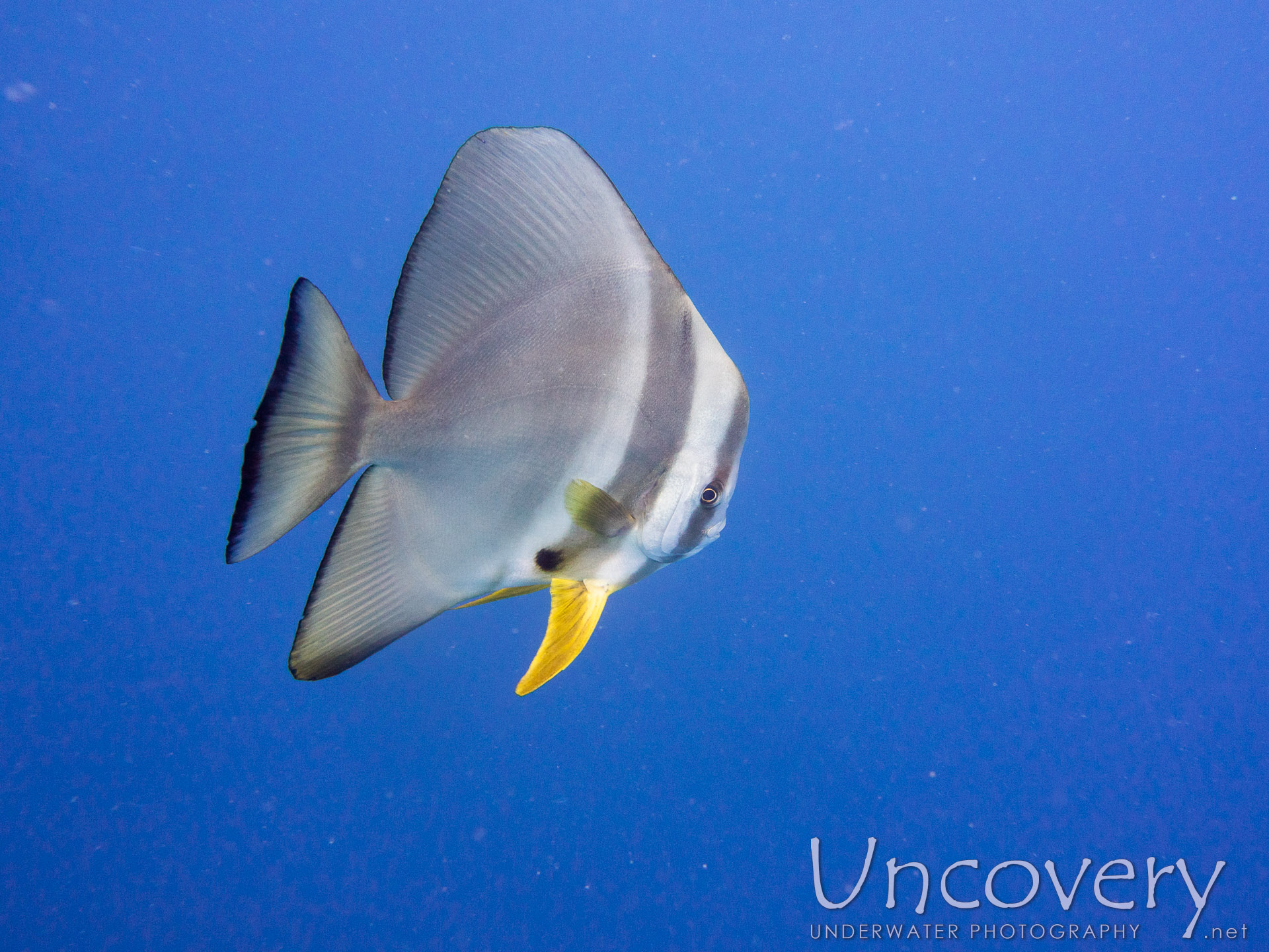 Longfin Batfish (platax Teira), photo taken in Maldives, Male Atoll, South Male Atoll, Gulhi Corner