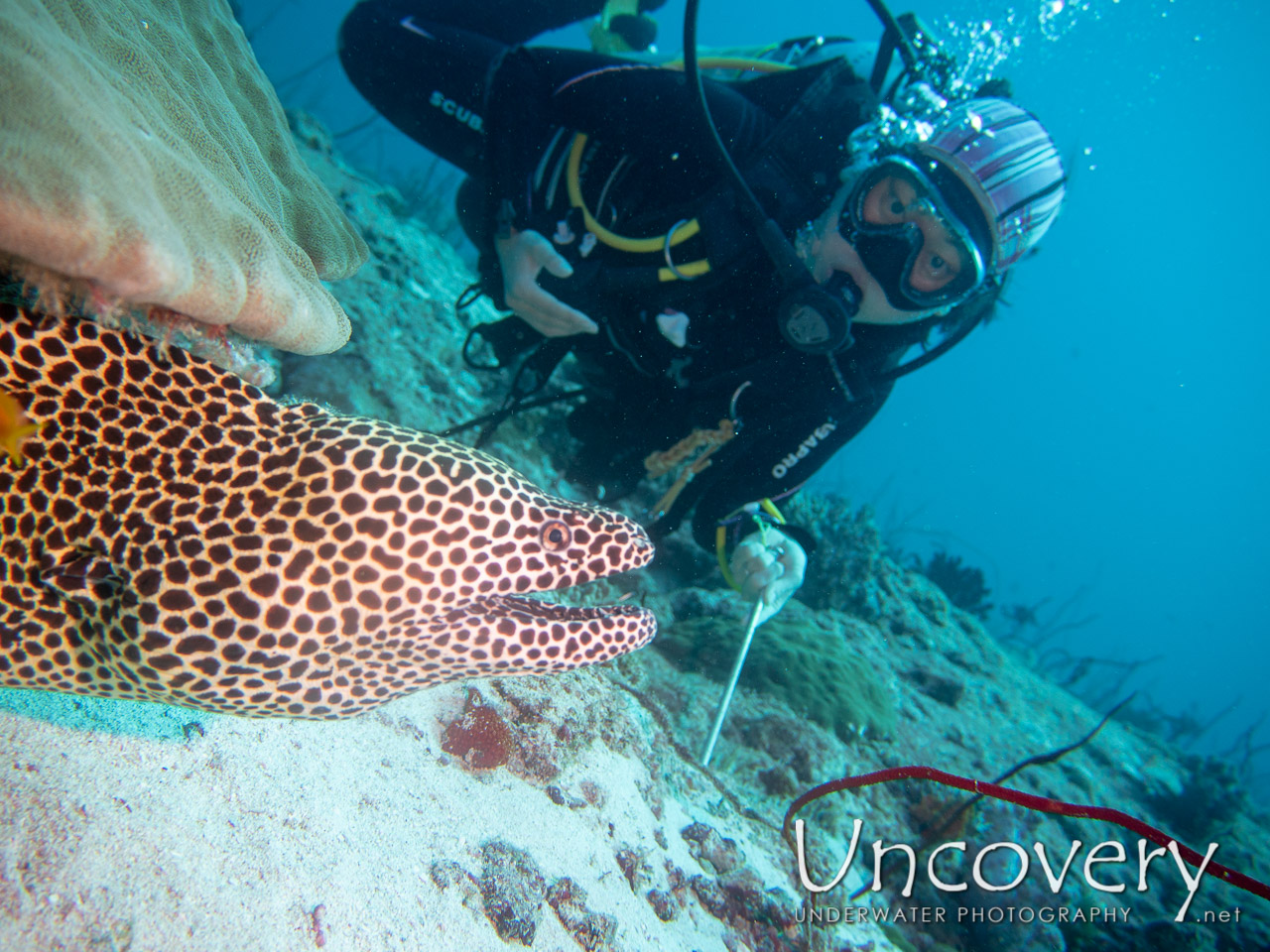 Honeycomb Moray (gymnothorax Favagineus) shot in Maldives|Male Atoll|South Male Atoll|Miaru Faru