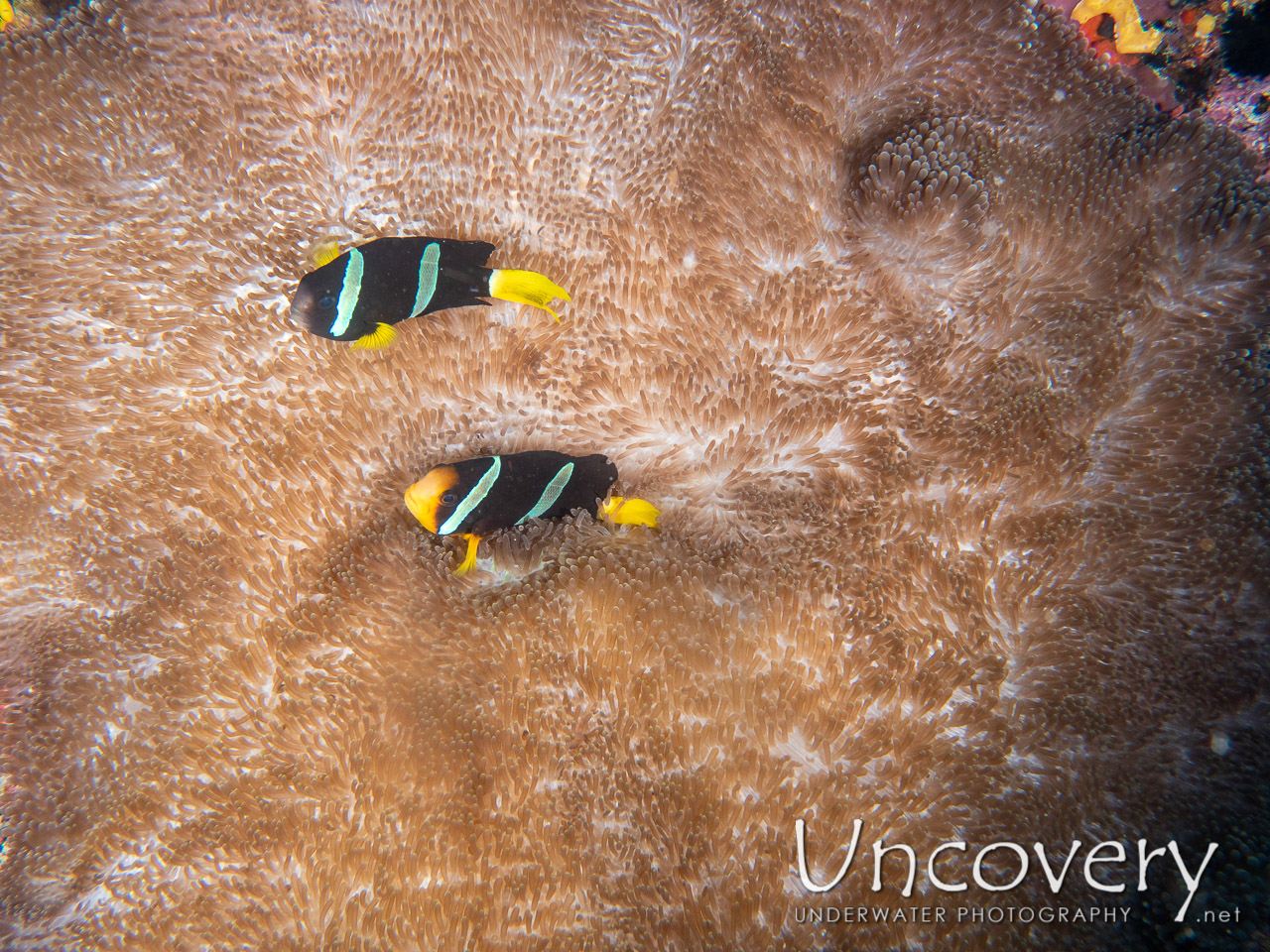 Yellowtail Clown Fish (amphiprion Clarkii) shot in Maldives|Male Atoll|South Male Atoll|Kuda Giri