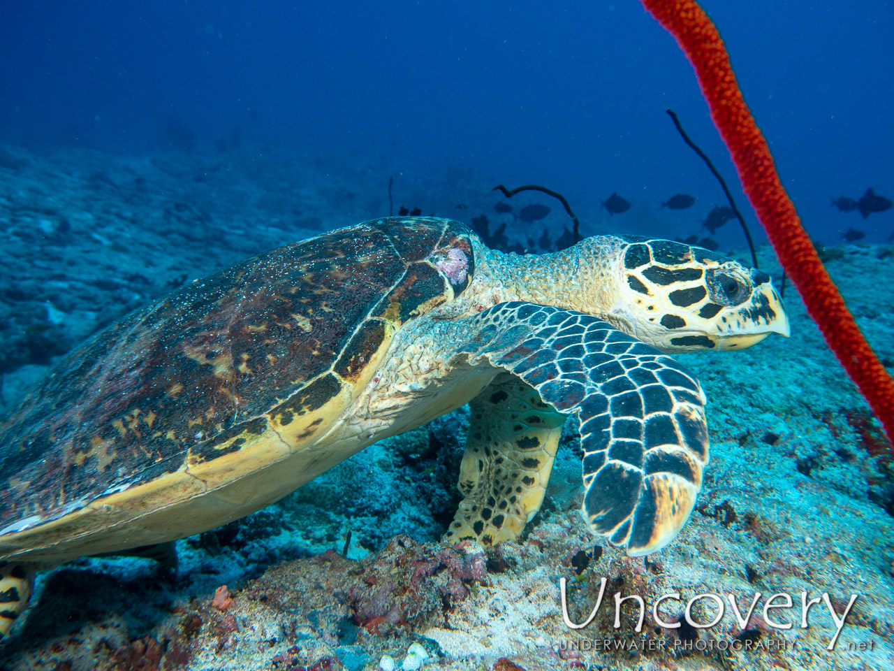 Hawksbill Sea Turtle (eretmochelys Imbricata), photo taken in Maldives, Male Atoll, South Male Atoll, Gulhi Corner