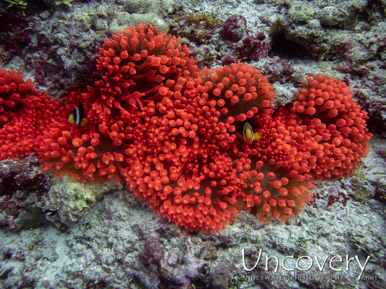 Yellowtail Clown Fish (amphiprion Clarkii) shot in Maldives|Male Atoll|South Male Atoll|Miaru Faru