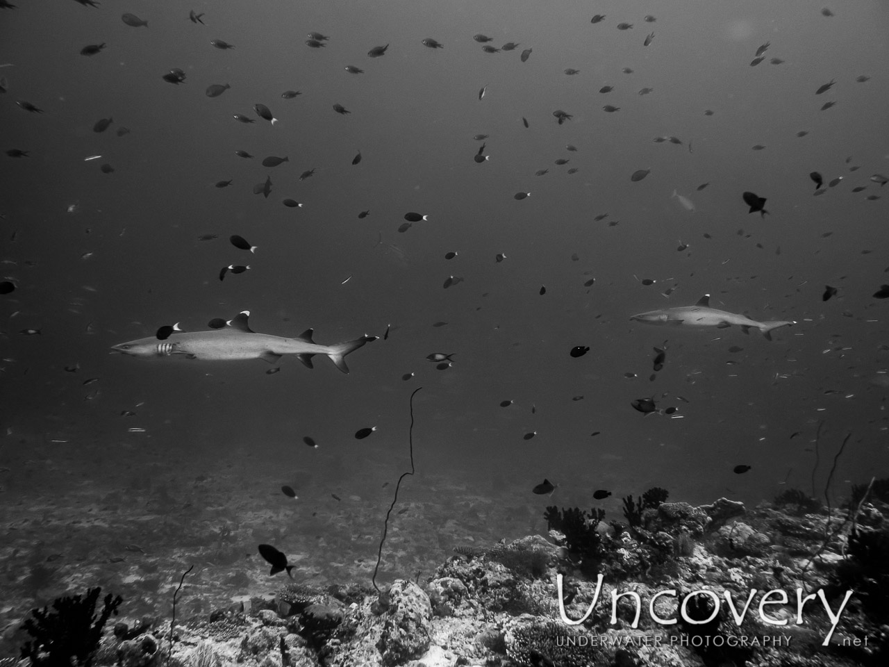 White Tip Reefshark (triaenodon Obesus) shot in Maldives|Male Atoll|South Male Atoll|Miaru Faru