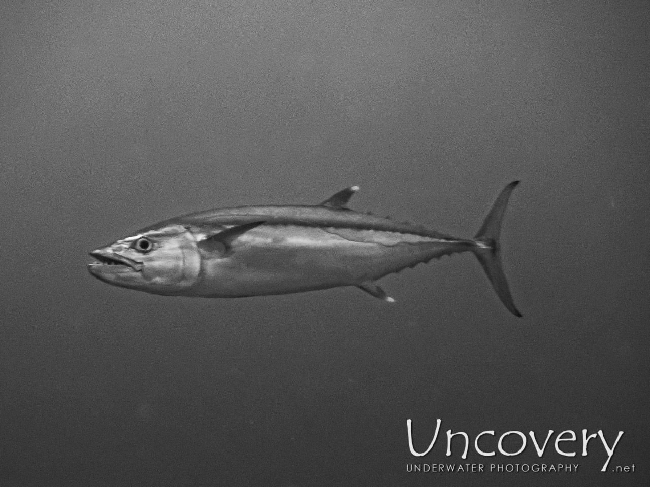 Dogtooth Tuna (gymnosarda Unicolor) shot in Maldives|Male Atoll|South Male Atoll|Miaru Faru