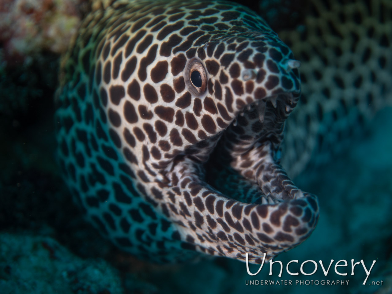 Honeycomb Moray (gymnothorax Favagineus) shot in Maldives|Male Atoll|South Male Atoll|Miaru Faru