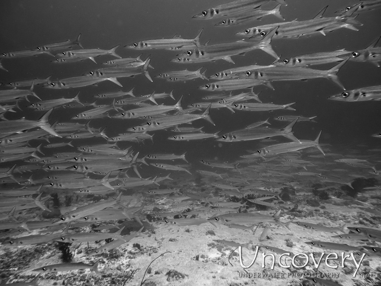 Big Eye Barracuda (sphyraena Fosteri) shot in Maldives|Male Atoll|South Male Atoll|Miaru Faru