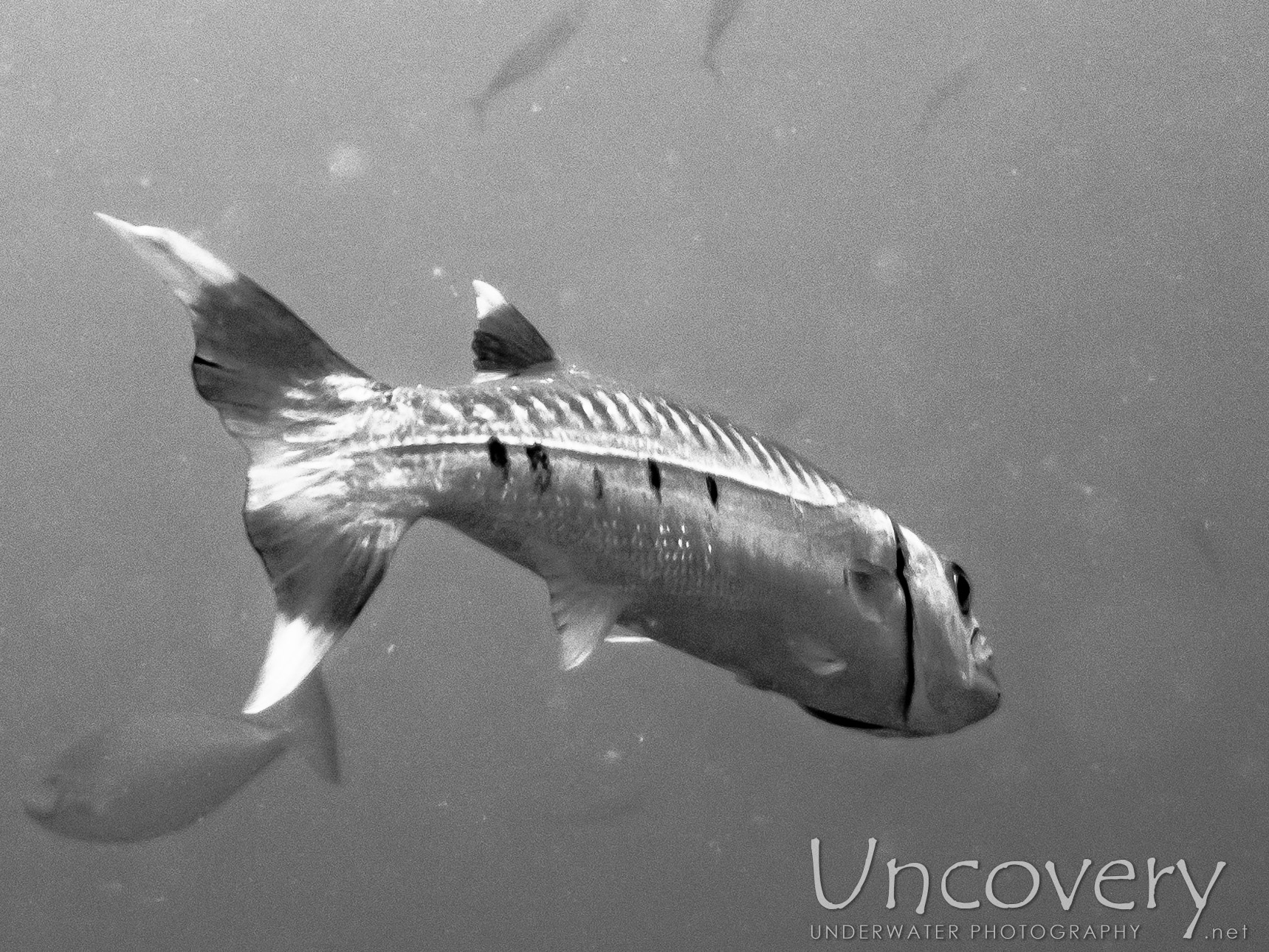 Great Barracuda (sphyraena Barracuda), photo taken in Maldives, Male Atoll, South Male Atoll, Gulhi Corner