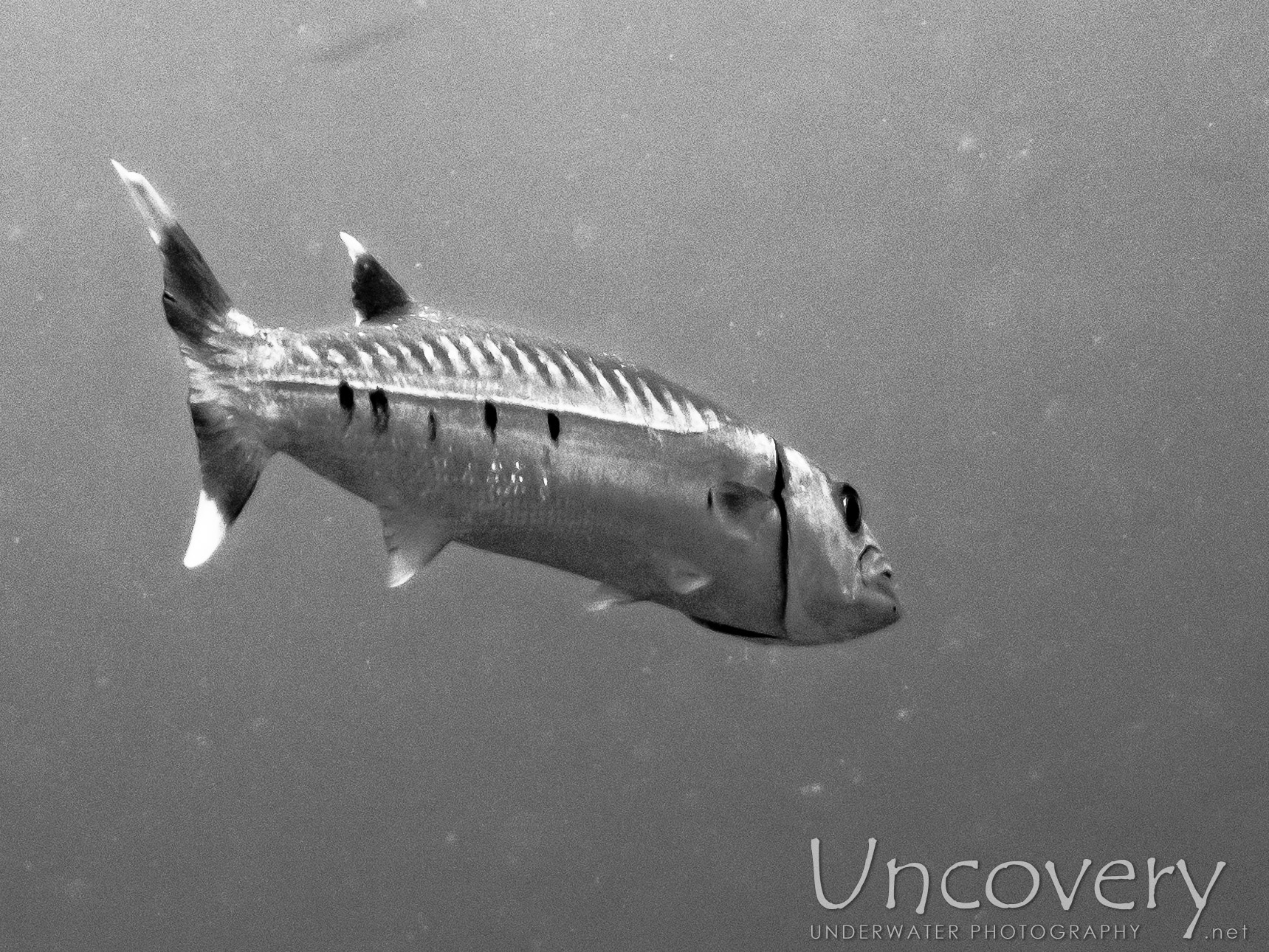 Great Barracuda (sphyraena Barracuda), photo taken in Maldives, Male Atoll, South Male Atoll, Gulhi Corner