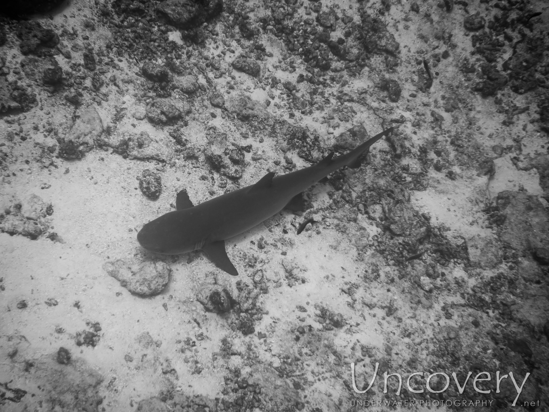 White Tip Reefshark (triaenodon Obesus), photo taken in Maldives, Male Atoll, South Male Atoll, Gulhi Corner