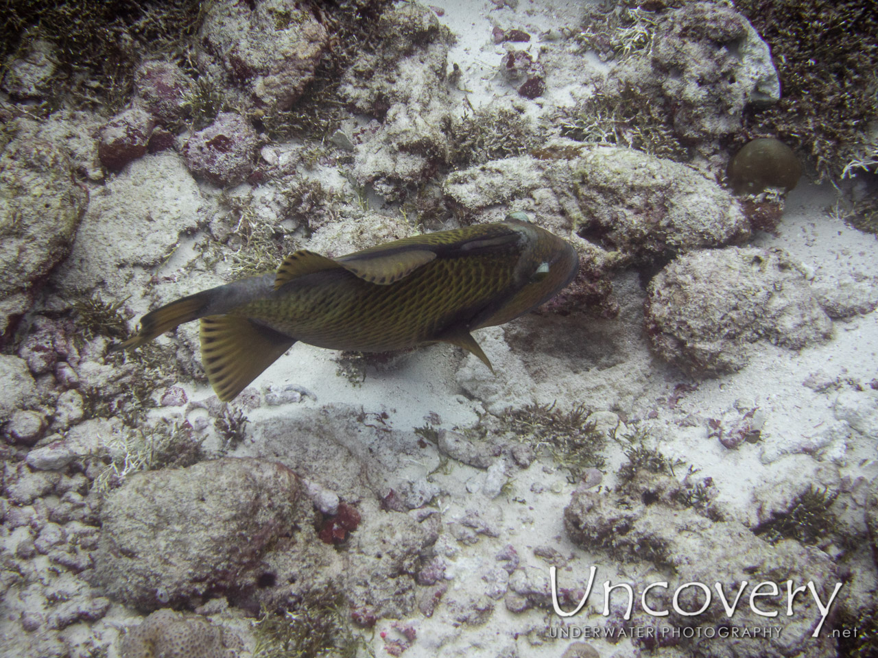 Titan Triggerfish (balistoides Viridescens), photo taken in Maldives, Male Atoll, South Male Atoll, Gulhi Corner