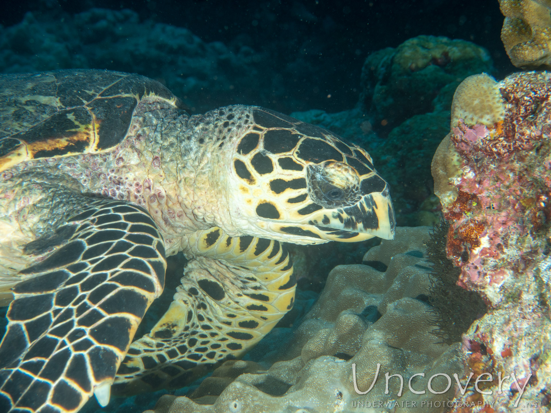 Hawksbill Sea Turtle (eretmochelys Imbricata), photo taken in Maldives, Male Atoll, South Male Atoll, Gulhi Corner