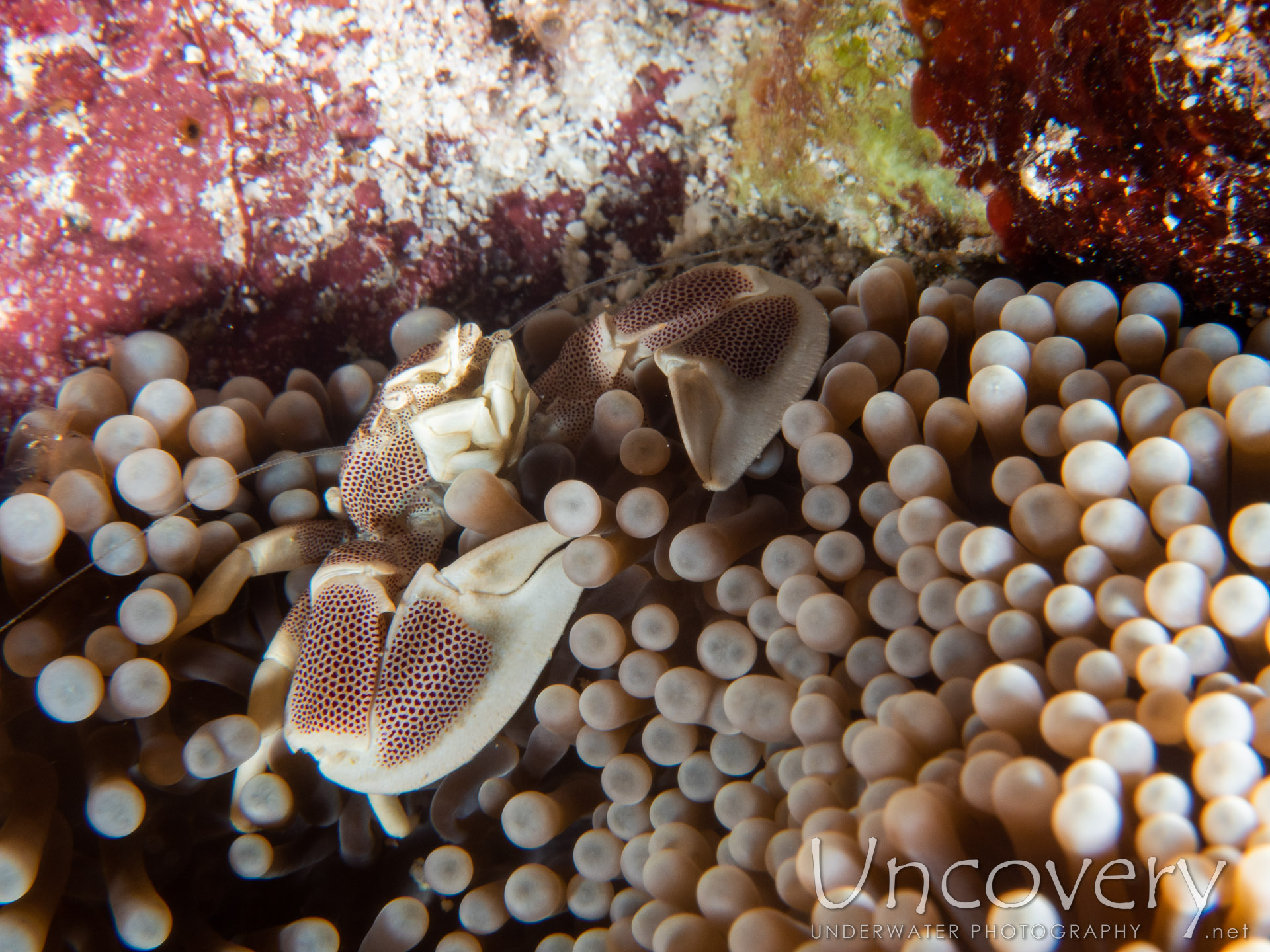 Spotted Porcelain Crab (neopetrolisthes Maculatus), photo taken in Maldives, Male Atoll, South Male Atoll, Gulhi Corner