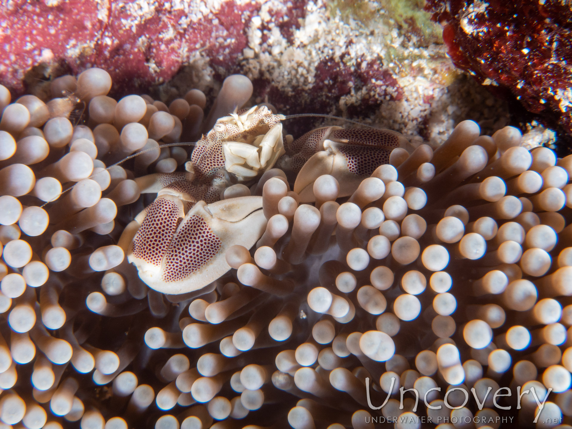 Spotted Porcelain Crab (neopetrolisthes Maculatus), photo taken in Maldives, Male Atoll, South Male Atoll, Gulhi Corner