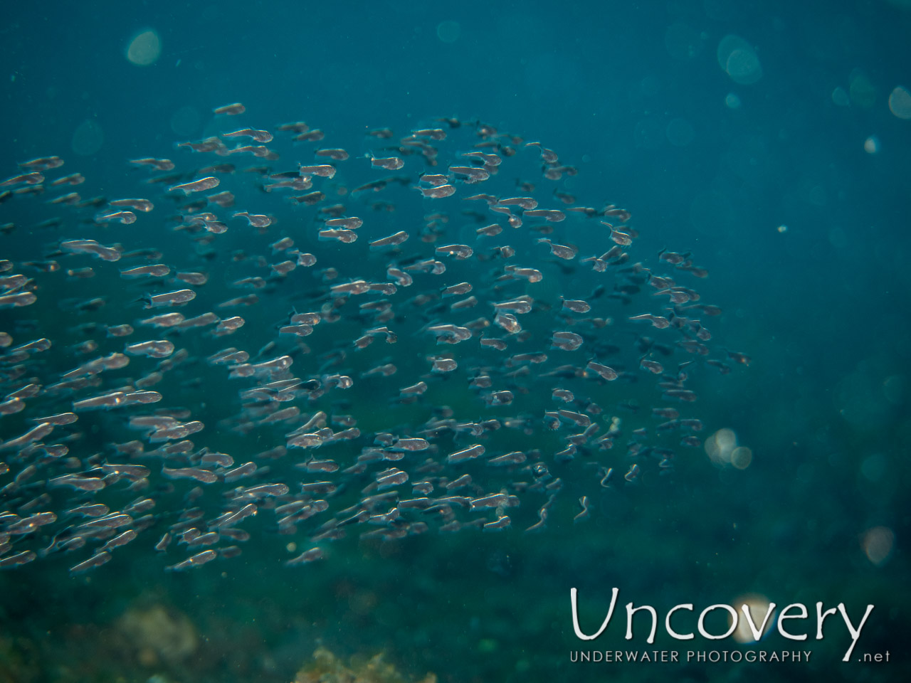 Striped Catfish (plotosus Lineatus) shot in Indonesia|Bali|Tulamben|Melasti