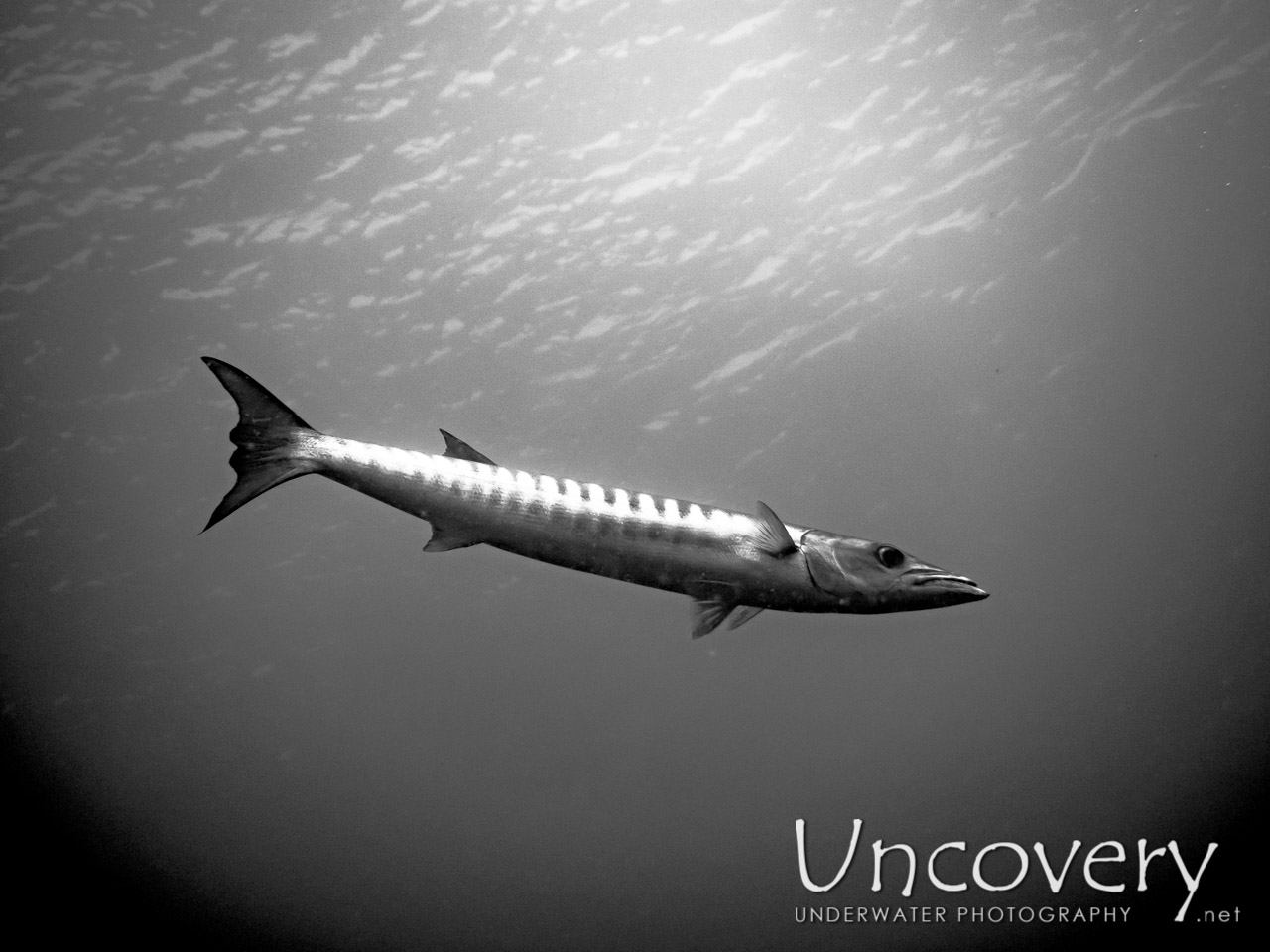 Great Barracuda (sphyraena Barracuda) shot in Indonesia|Bali|Tulamben|Pantai Lahar