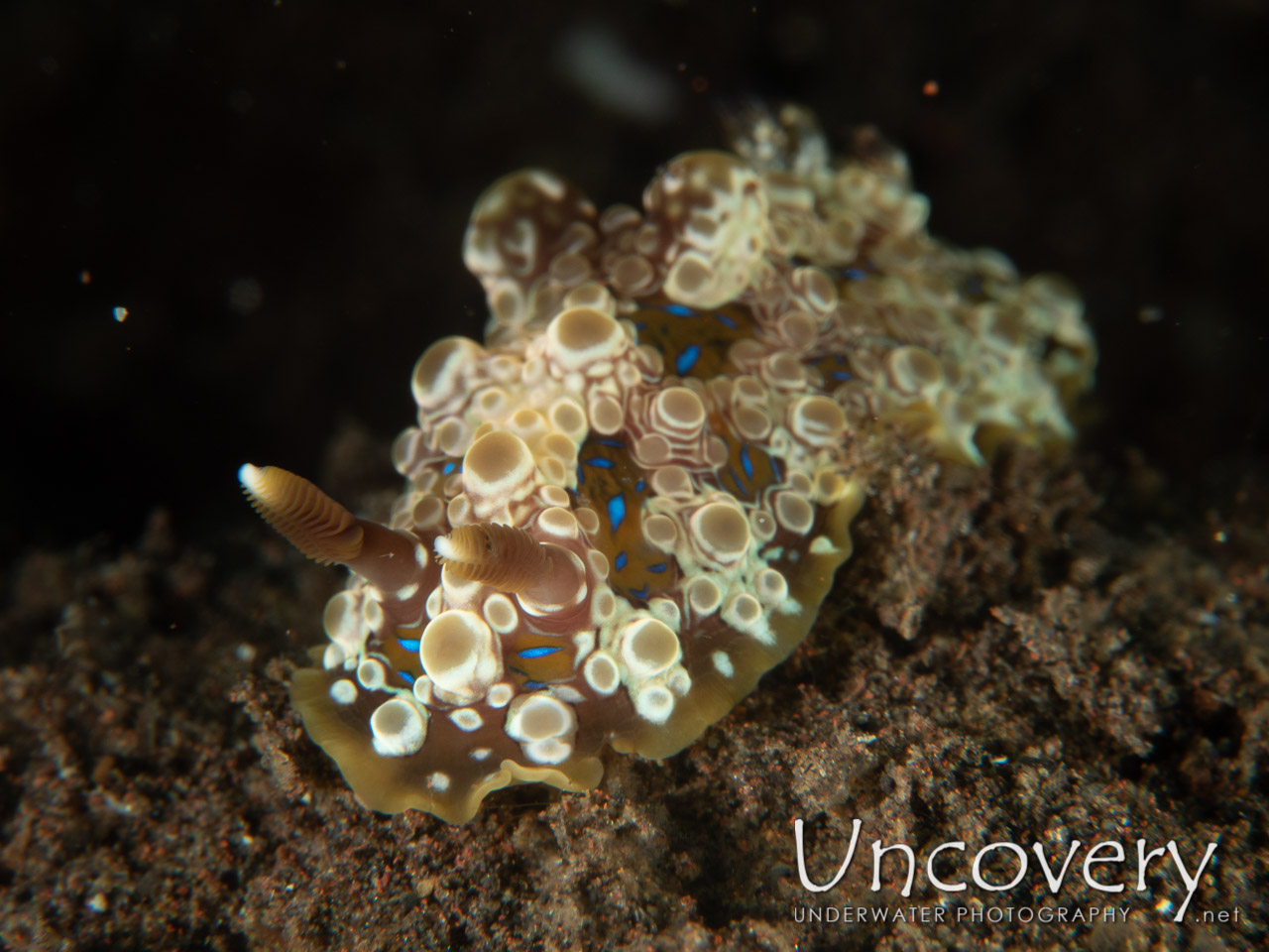 Nudibranch (dendrodoris Denisoni) shot in Indonesia|Bali|Tulamben|Pantai Lahar