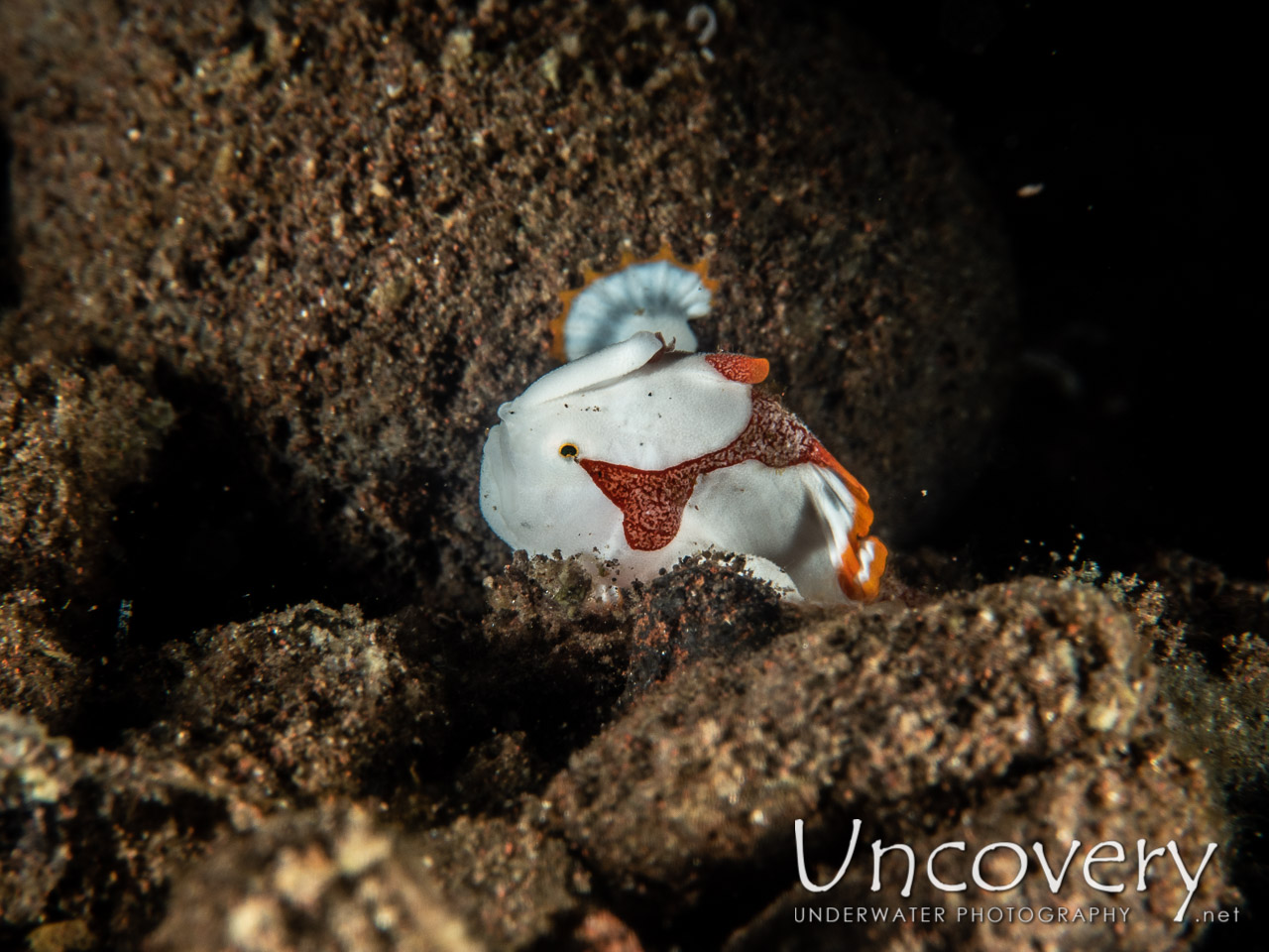 Warty Frogfish (antennarius Maculatus) shot in Indonesia|Bali|Tulamben|Batu Niti Slope