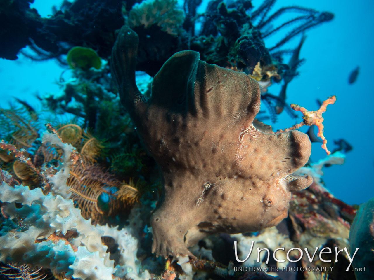 Giant Frogfish (antennarius Commerson) shot in Indonesia|Bali|Tulamben|Batu Niti Slope