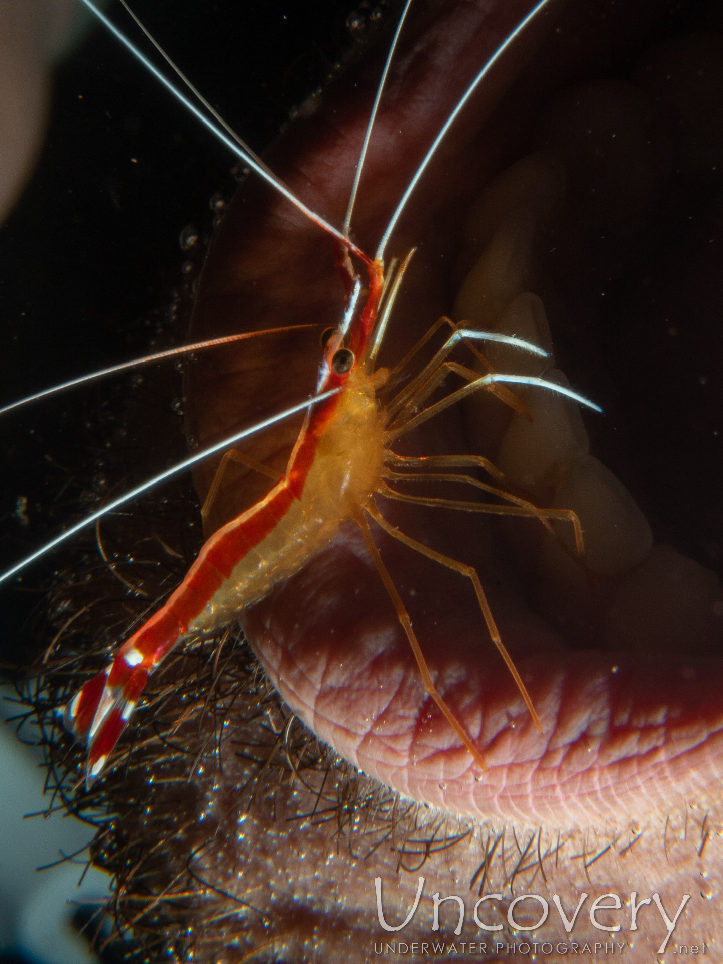 White-striped Cleanershrimp (lysmata Amboinensis), photo taken in Indonesia, Bali, Tulamben, Tukad Linggah