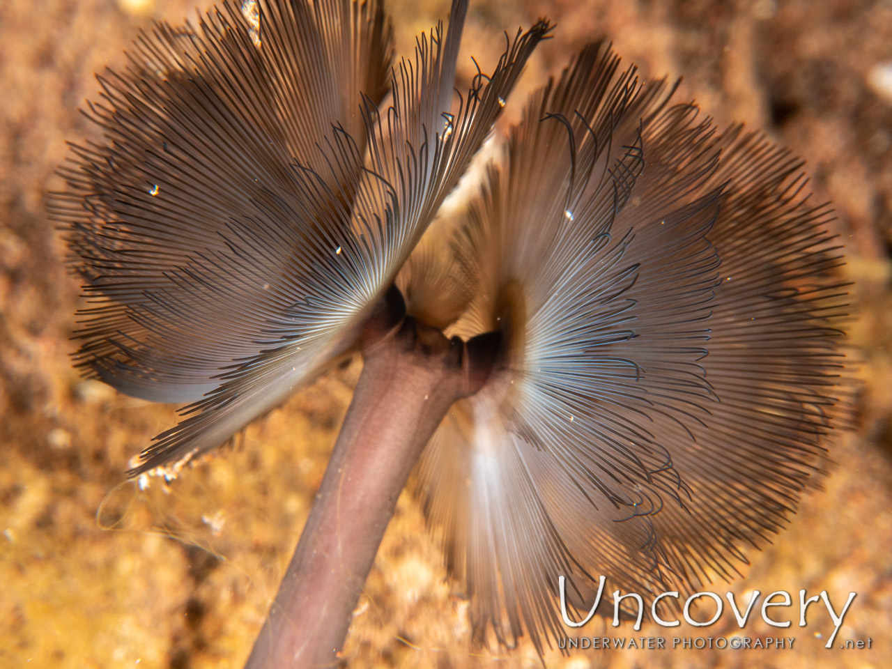 Southern Horseshoe Worm (phoronis Australis), photo taken in Indonesia, Bali, Tulamben, Tukad Linggah