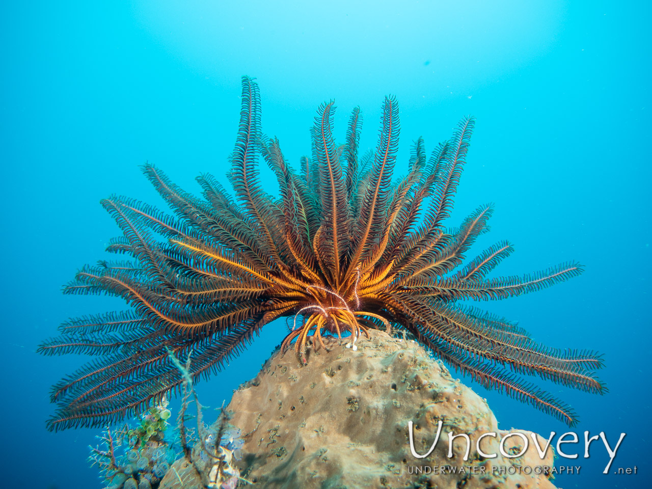 Feather Star (crinoidae) shot in Indonesia|Bali|Tulamben|Bulakan Reef