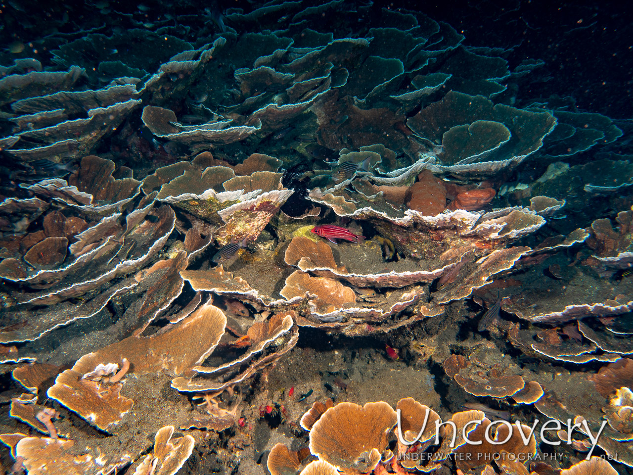 Coral shot in Indonesia|Bali|Tulamben|Bulakan Reef