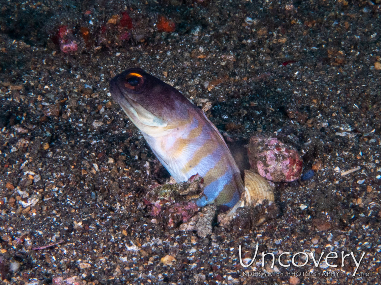 Goldspecs Jawfish (opistognathus Randalli), photo taken in Indonesia, Bali, Tulamben, Bulakan Reef