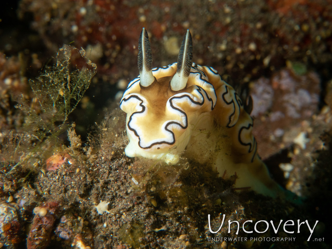 Nudibranch (doriprismatica Atromarginata), photo taken in Indonesia, Bali, Tulamben, Sidem