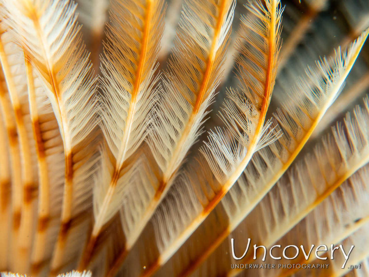 Indian Feather Duster Worm (sabellastarte Spectabilis) shot in Indonesia|Bali|Tulamben|Batu Belah Slope