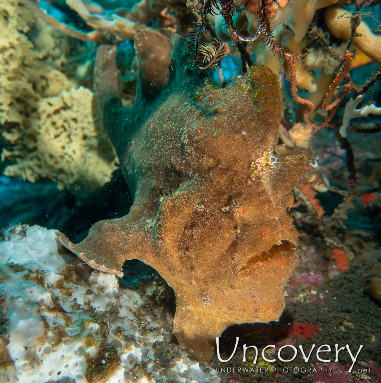 Giant Frogfish (antennarius Commerson) shot in Indonesia|Bali|Tulamben|Batu Belah Slope