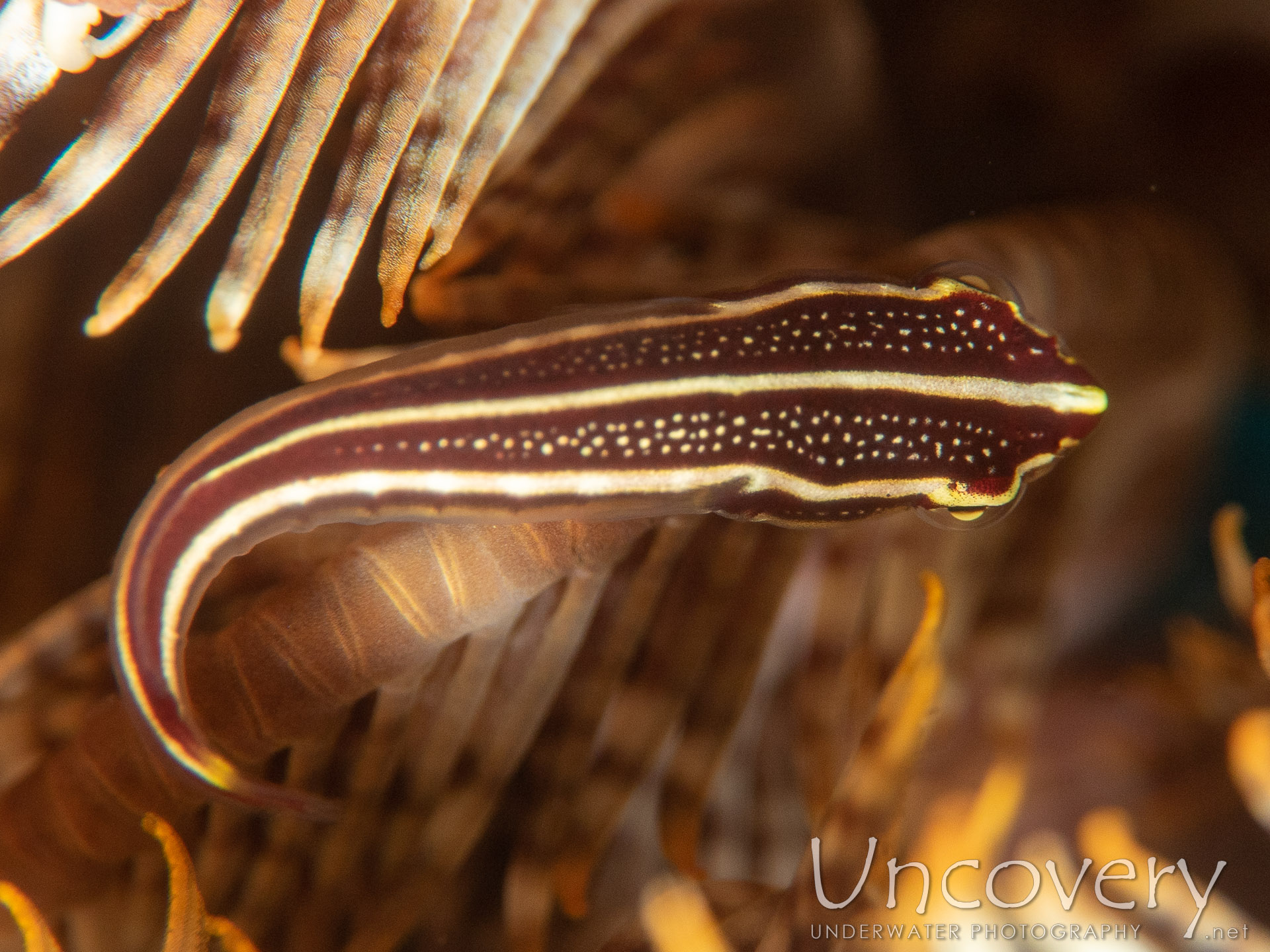 Twoline Clingfish (lepadichthys Lineatus), photo taken in Indonesia, Bali, Tulamben, Batu Belah Slope