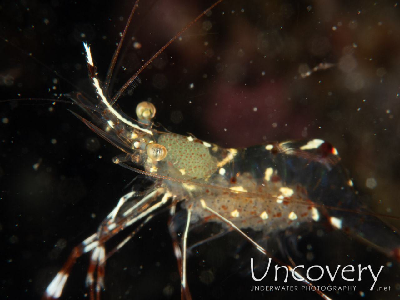 Clear Cleaner Shrimp (urocaridella Antonbruunii), photo taken in Indonesia, Bali, Tulamben, Sidem