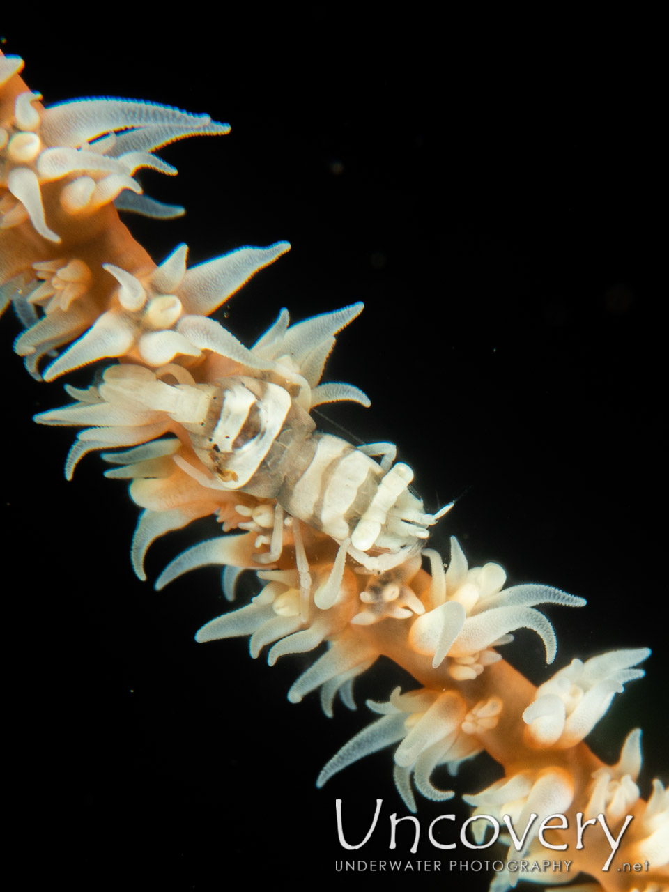 Anker's Whip Coral Shrimp (pontonides Ankeri), photo taken in Indonesia, Bali, Tulamben, Sidem