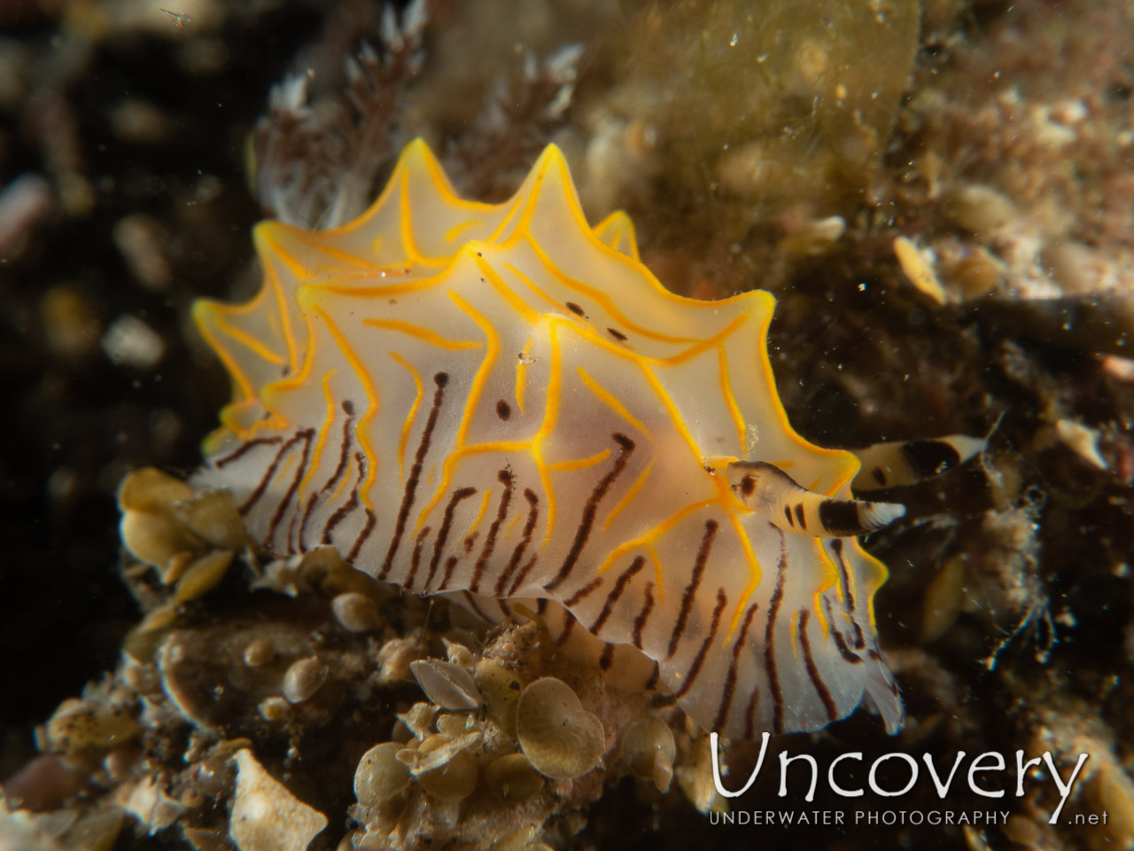 Nudibranch (halgerda Willeyi) shot in Indonesia|Bali|Tulamben|Sidem
