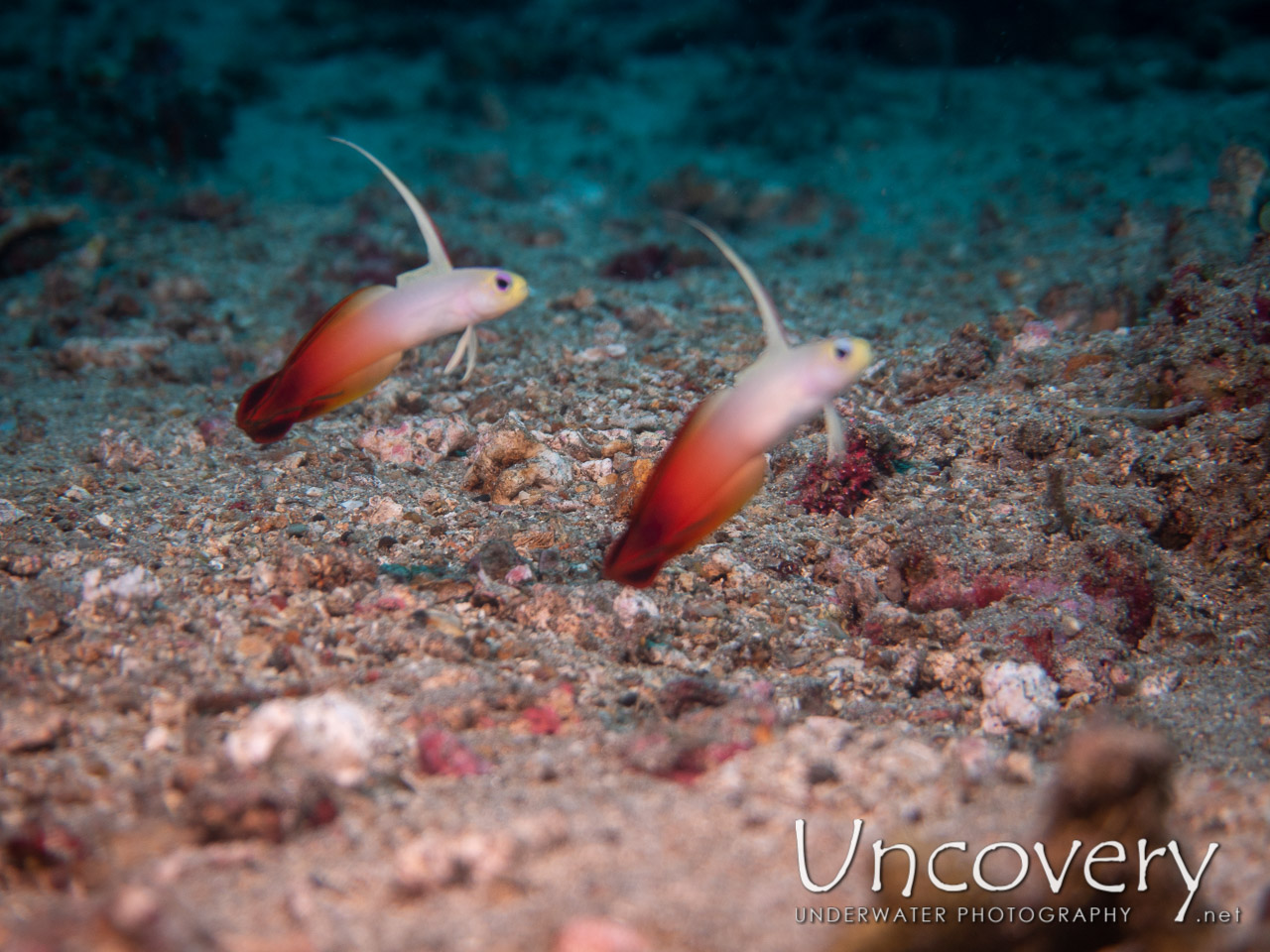 Fire Dartfish (nemateleotris Magnifica) shot in Indonesia|Bali|Tulamben|Emerald