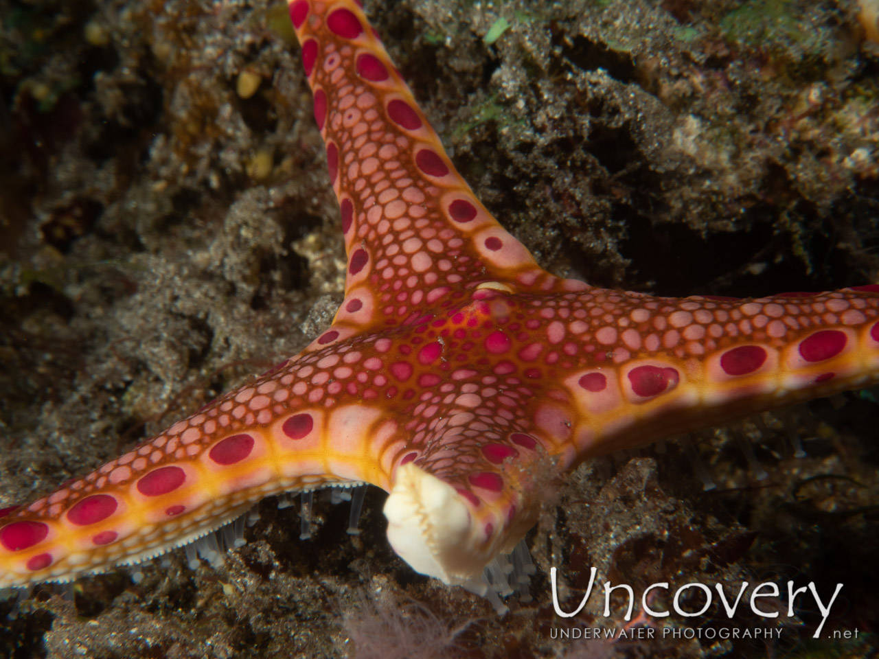 Unusual Sea Star (neoferdina Insolita) shot in Indonesia|Bali|Tulamben|Ulami