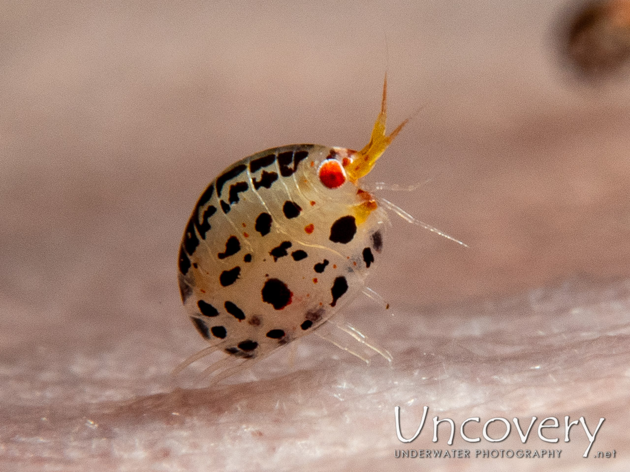 Ladybug (cyproideidae) shot in Indonesia|Bali|Tulamben|Ulami