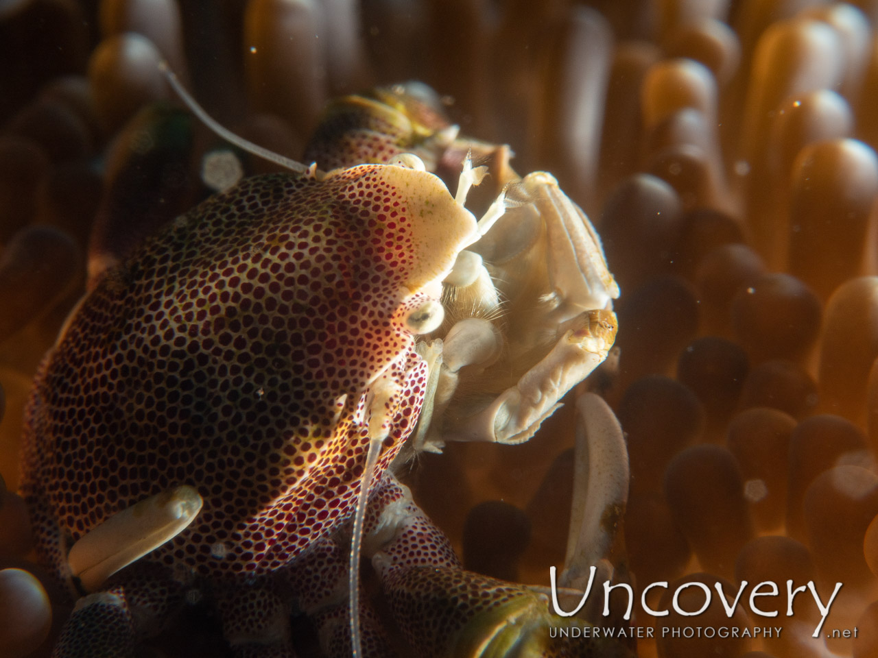 Spotted Porcelain Crab (neopetrolisthes Maculatus) shot in Indonesia|Bali|Tulamben|Ulami