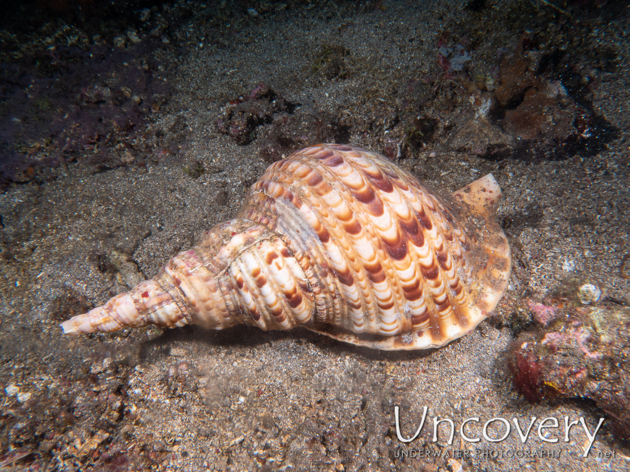 Triton Snail (charonia Tritonis) shot in Indonesia|Bali|Tulamben|Ulami
