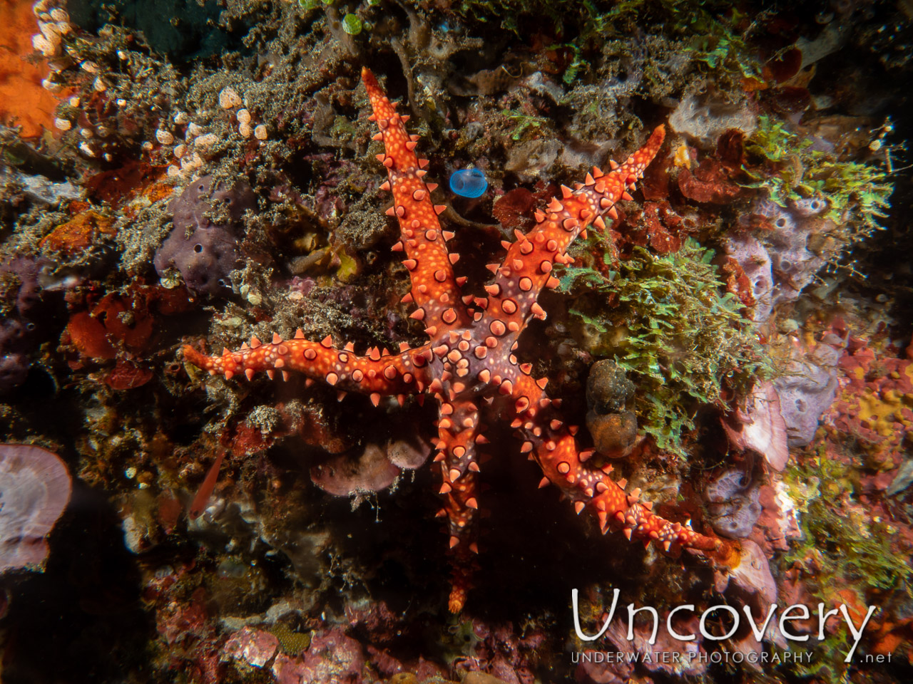 Watson's Star Fish (gomophia Watsoni) shot in Indonesia|Bali|Tulamben|Ulami