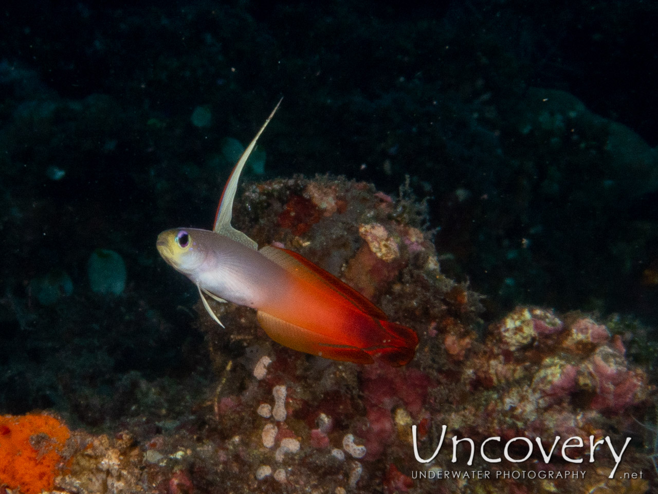 Fire Dartfish (nemateleotris Magnifica) shot in Indonesia|Bali|Tulamben|Ulami