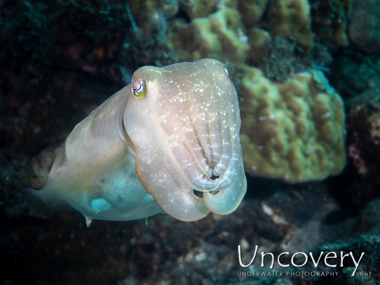 Broadclub Cuttlefish (sepia Latimanus) shot in Indonesia|Bali|Tulamben|Ulami