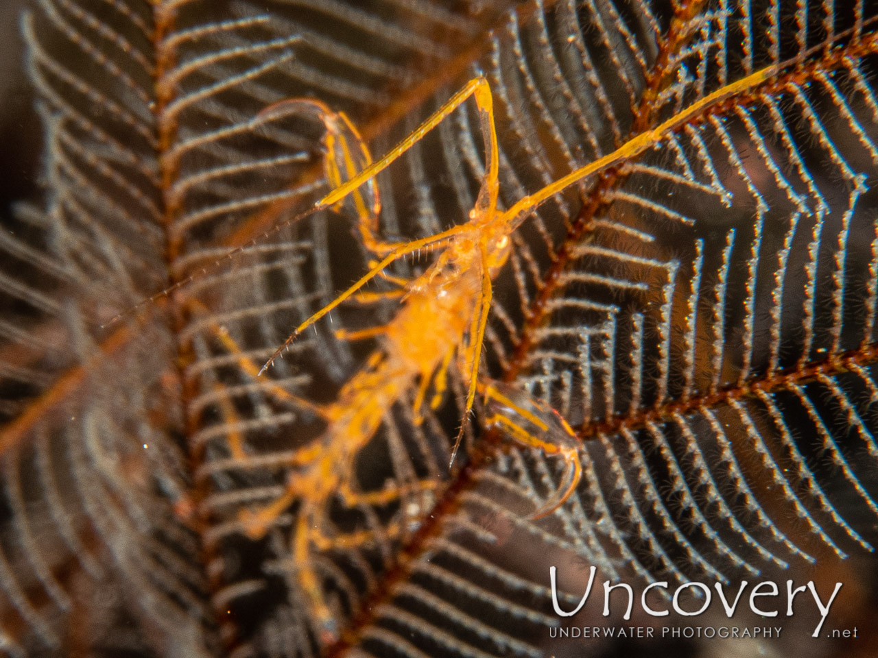 Golden-lined Skeleton Shrimp (protella Sp.), photo taken in Indonesia, Bali, Tulamben, Melasti