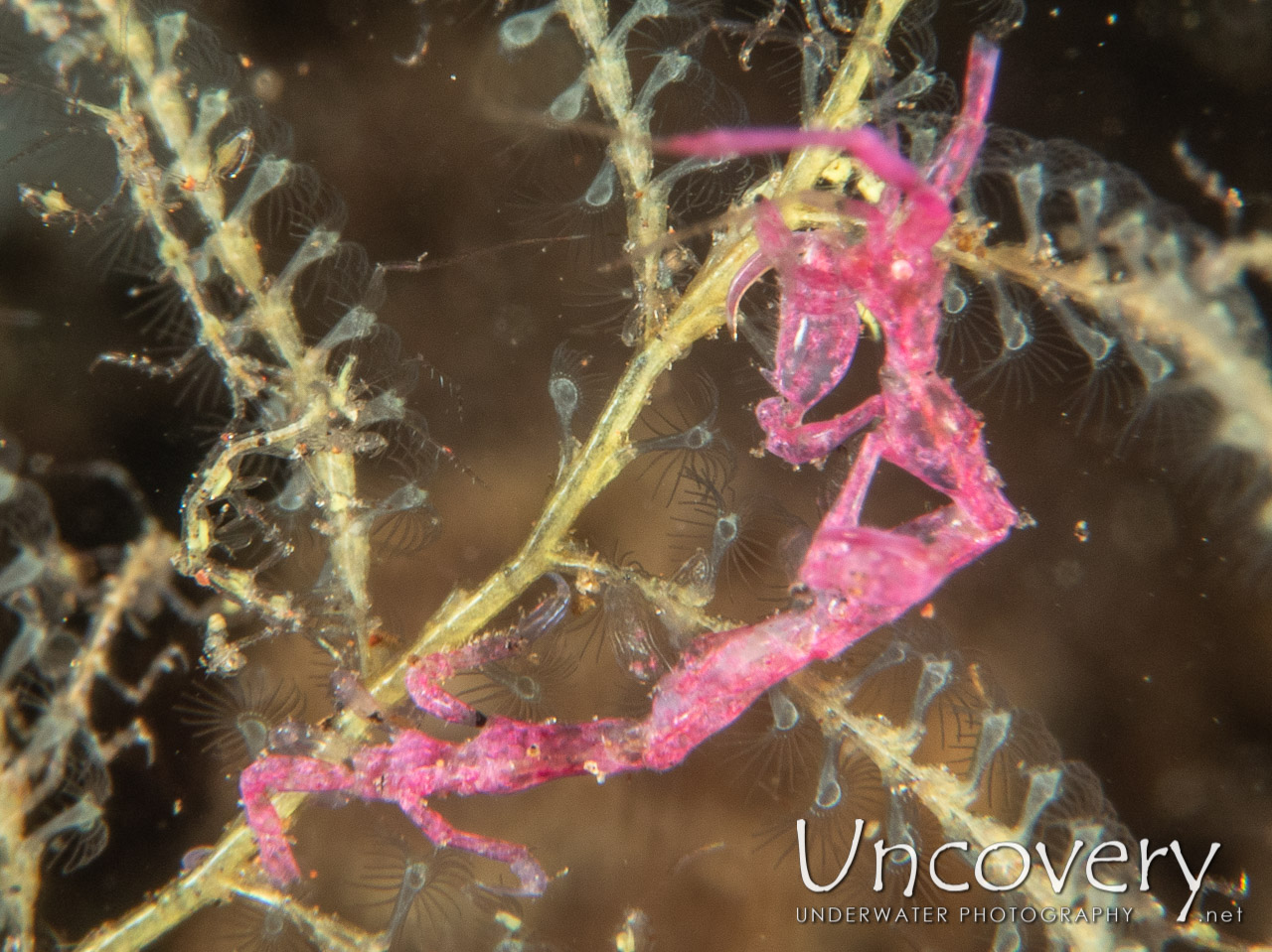 Australian Skeleton Shrimp (orthoprotella Australis), photo taken in Indonesia, Bali, Tulamben, Melasti