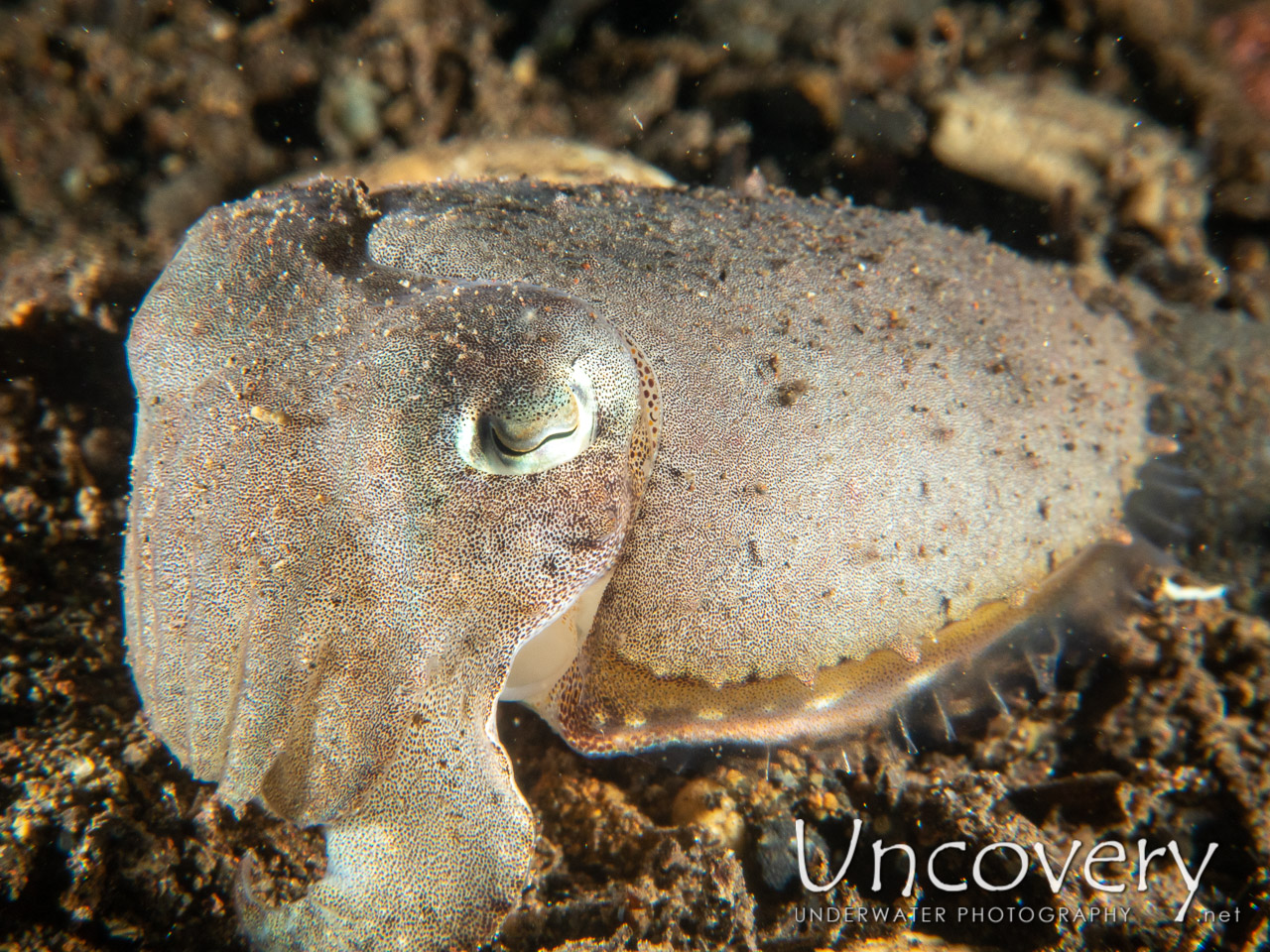 Broadclub Cuttlefish (sepia Latimanus), photo taken in Indonesia, Bali, Tulamben, Melasti
