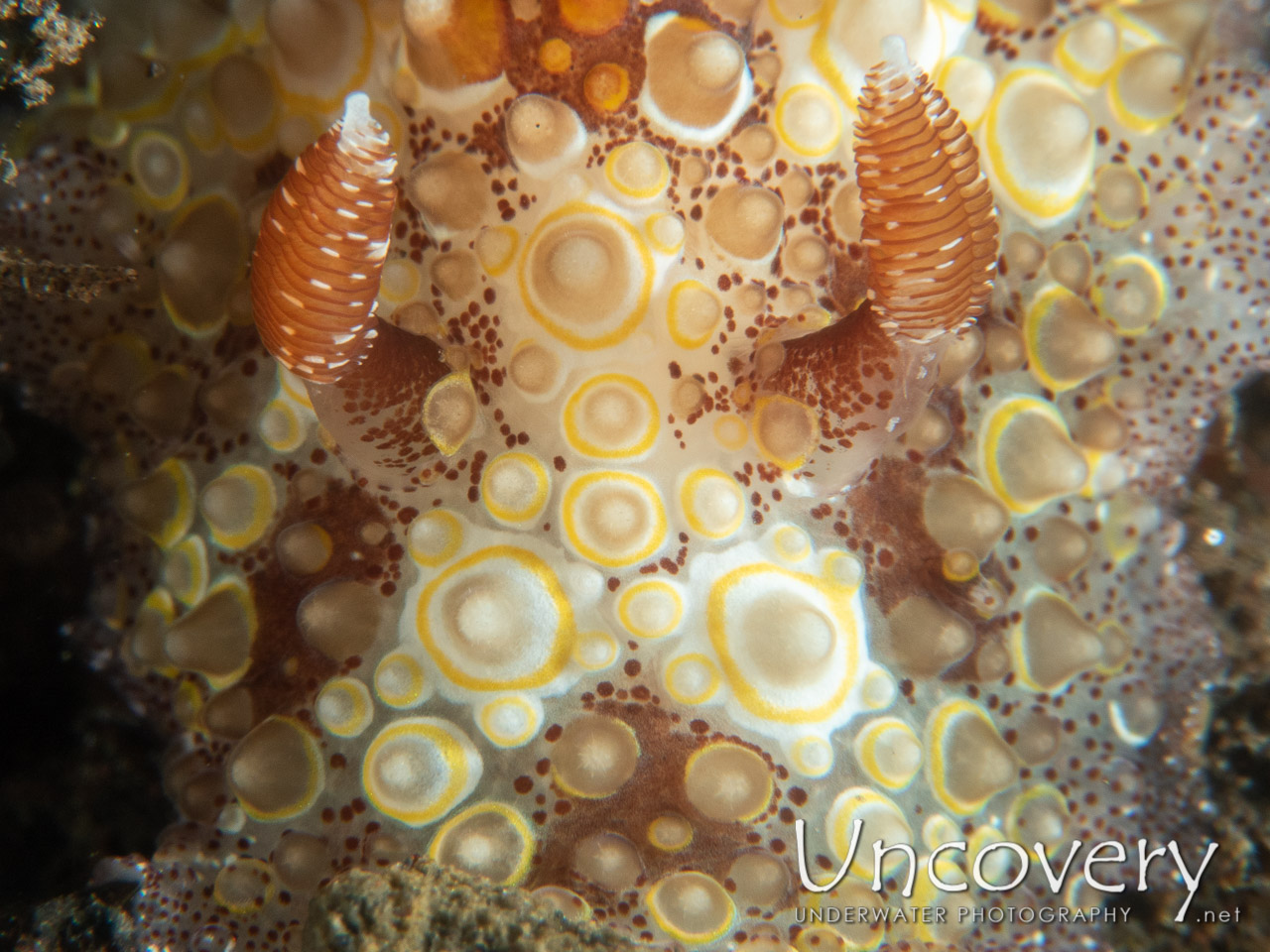 Nudibranch (carminodoris Estrelyado), photo taken in Indonesia, Bali, Tulamben, Wreck Slope