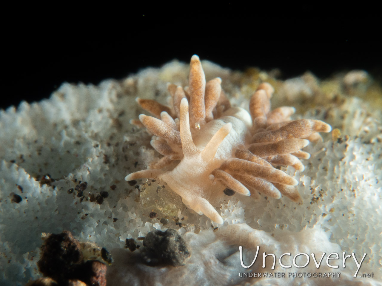 Nudibranch (phestilla Sp.) shot in Indonesia|Bali|Tulamben|Wreck Slope